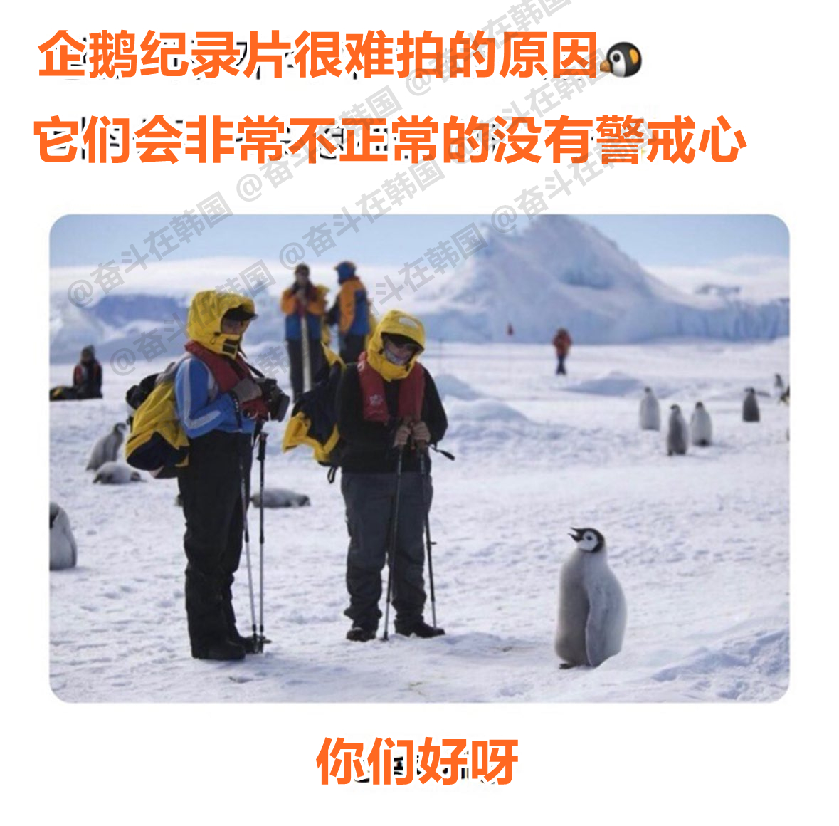 企鹅纪录片很难拍的原因 海外新鲜事 热点现场 ​​​