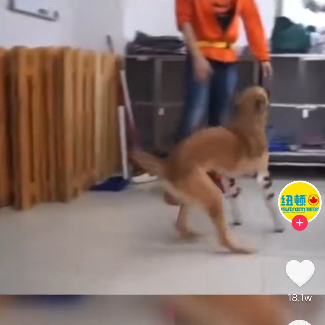 当一只残疾的狗狗第一次安装上假肢的时候，它的情绪显然和人差不了多少，它先尝试着使