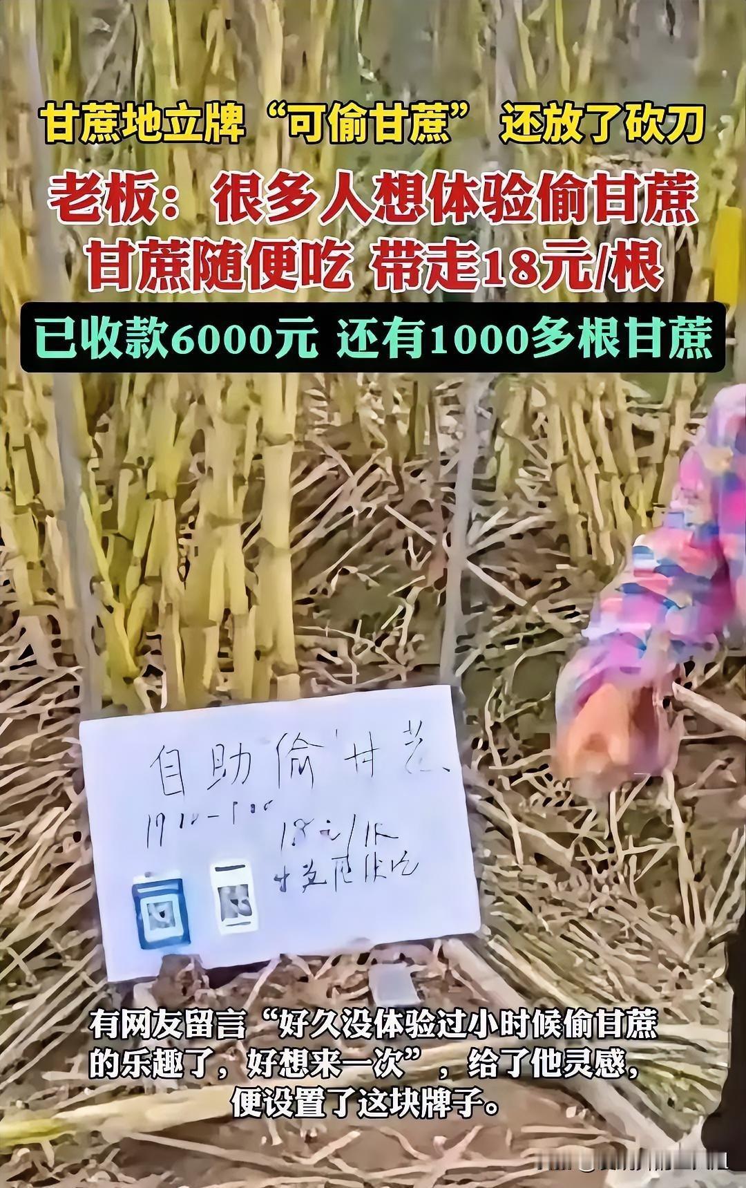 杭州，甘蔗地的主人邀约网友们去偷甘蔗，还给大家放了一把刀在那里，生怕大家偷的时候
