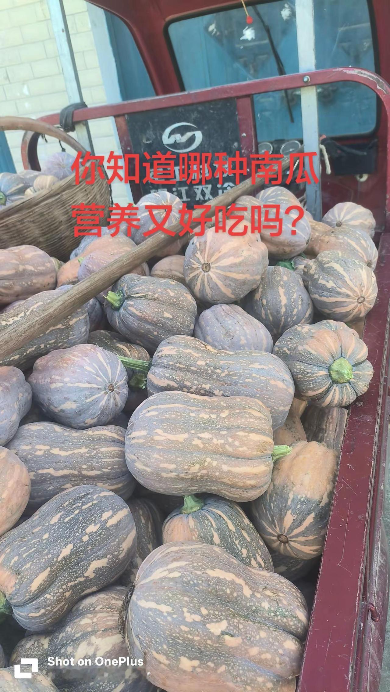 你知道哪种南瓜营养又好吃吗。不一样的南瓜 南瓜熟了 种出优质农产品 种地的收获