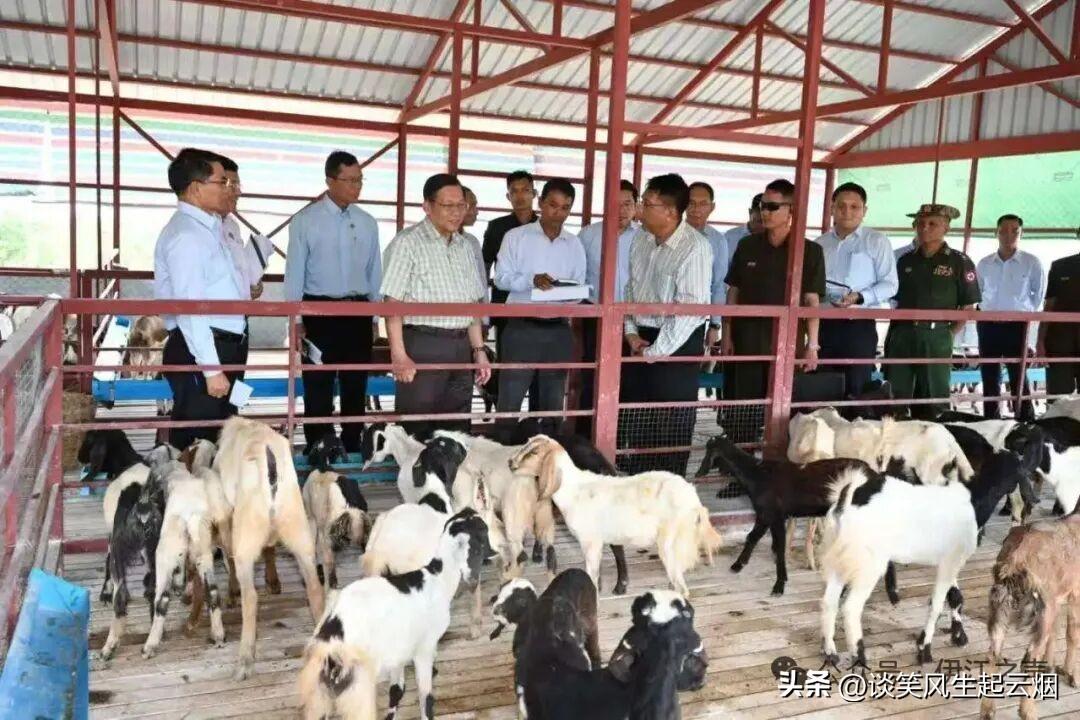 敏大将视察缅甸各处牲畜养殖场！

其中就有养鸡场、养羊场、养猪场、养牛场等地区，