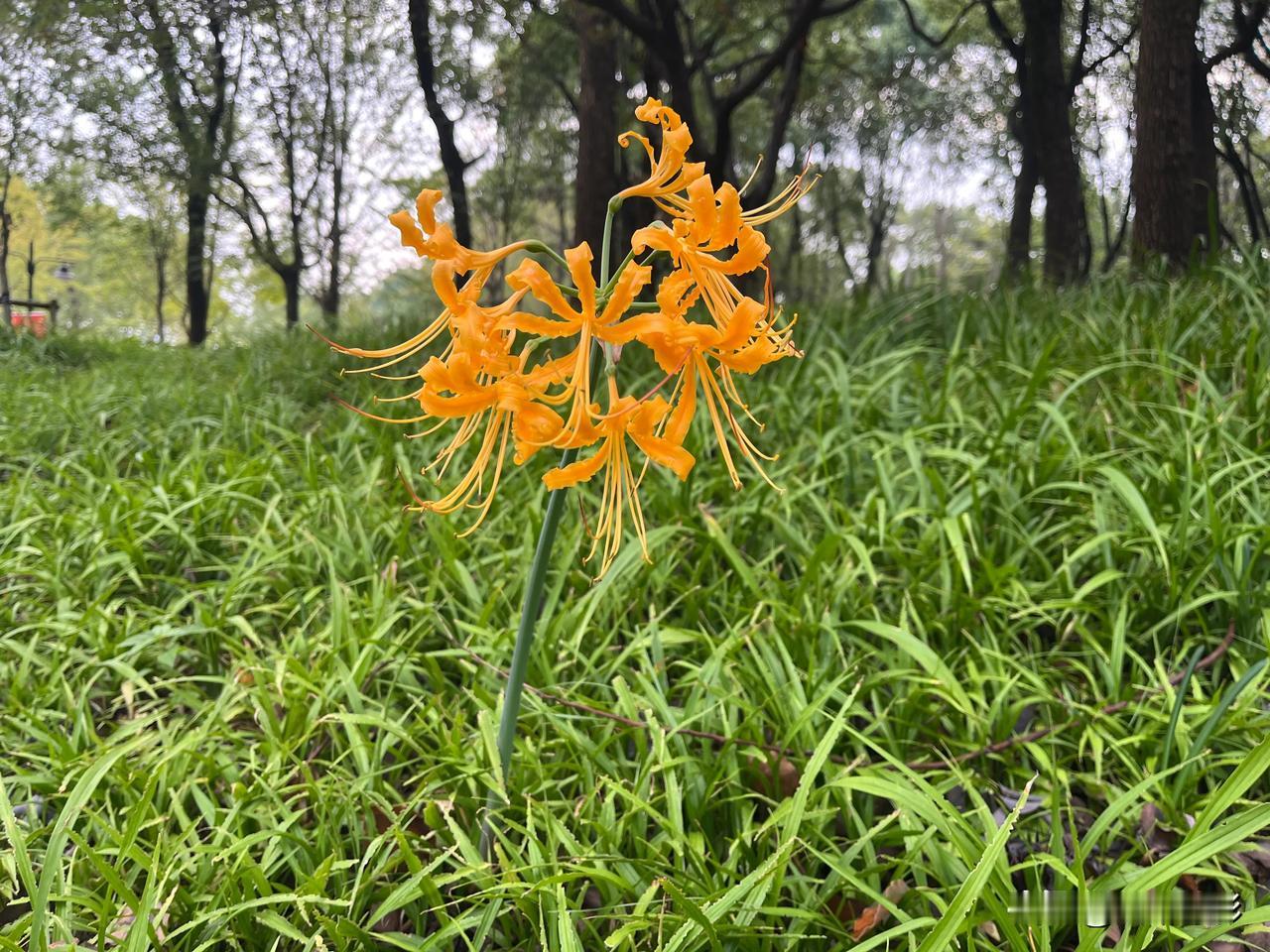 原来还有黄色的彼岸花！今天在世纪公园3号门的草地上看到黄色的花儿，和6号门外绿化