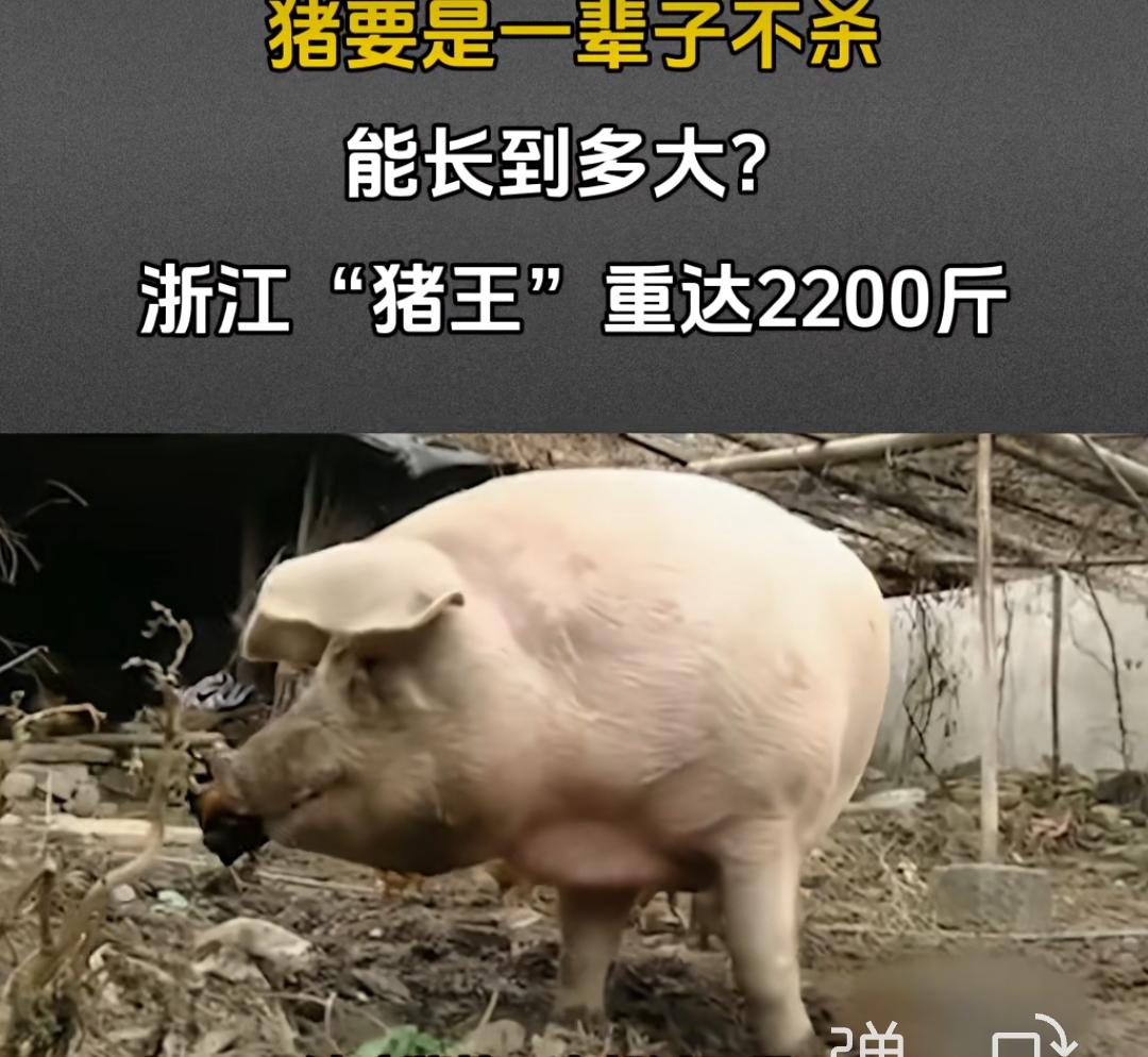 你一定没见过这么大的猪。
浙江 “猪王”2200斤！

浙江泰顺曾出现过一头名为