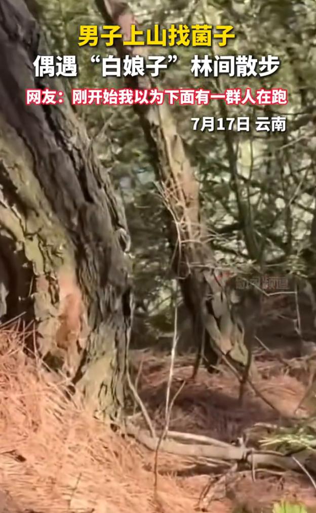 男子趁着清晨凉快，独自一人驱车来到城郊后山，这片山林植被茂密，往年总能找到不少优