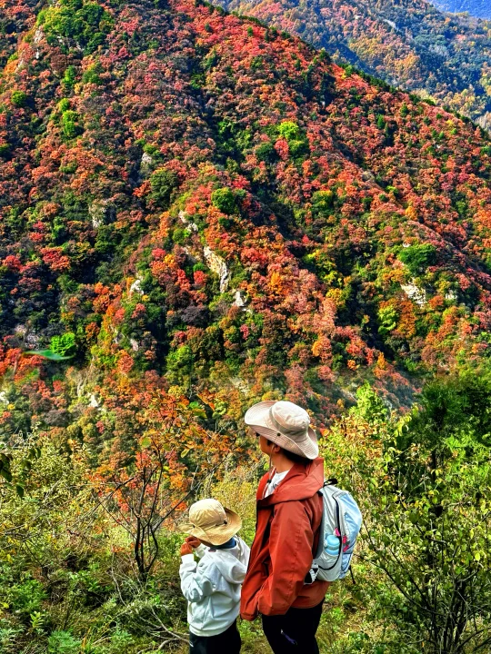 西安老少皆宜的赏红叶🍁轻徒步路线！巨美！！