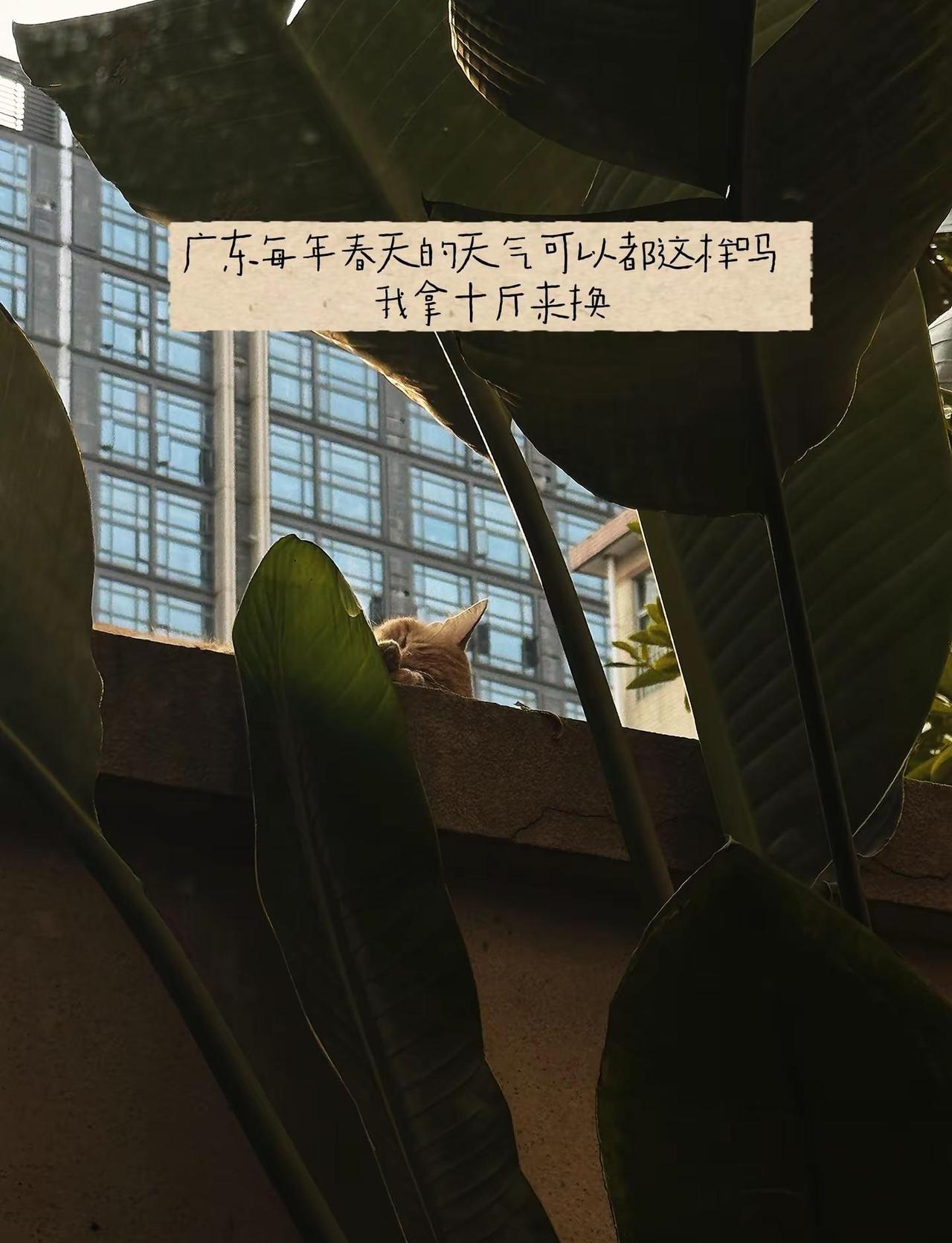 我拿十斤换广东每年都是这个天气 咖啡