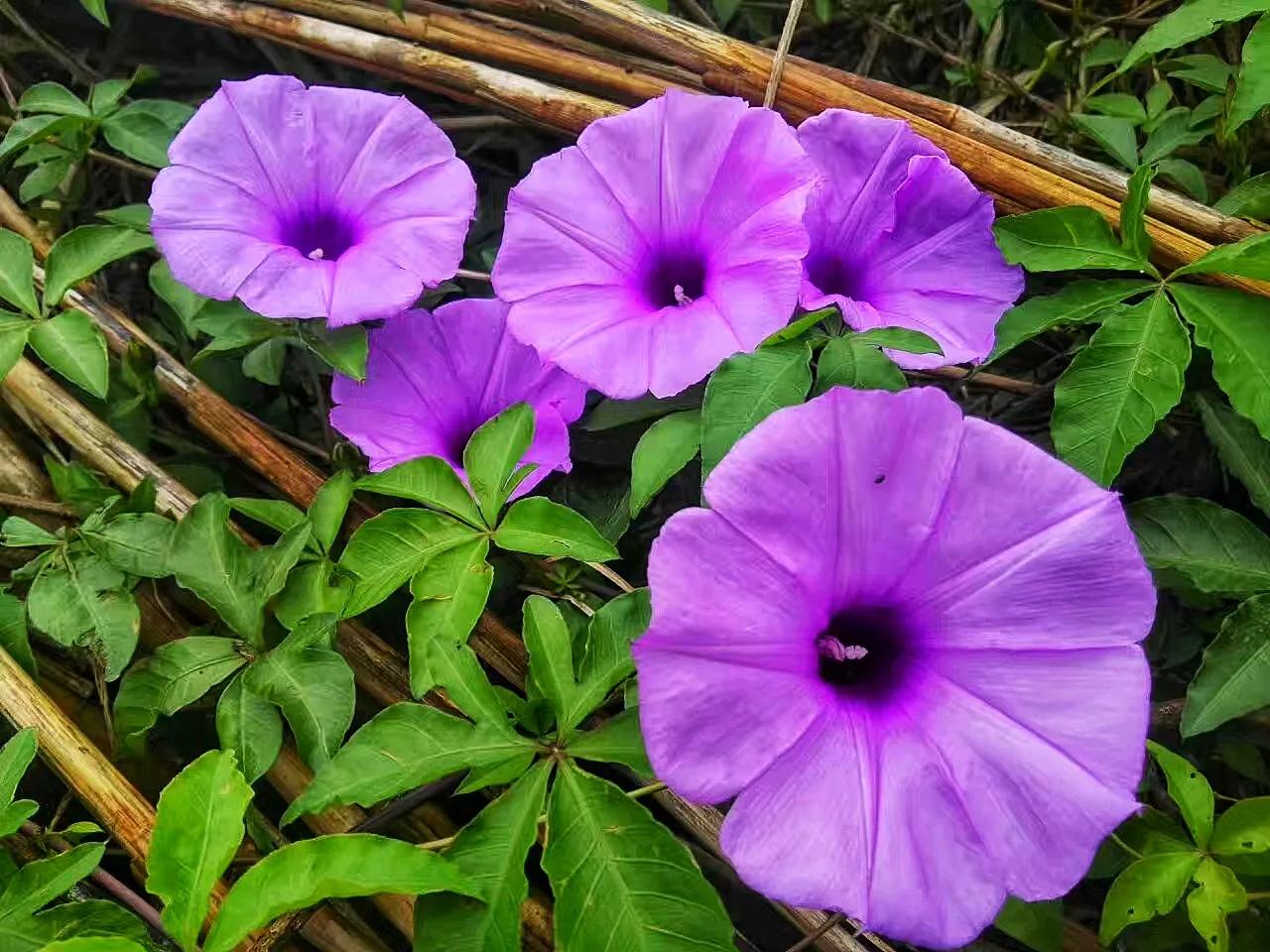 #分享一张随手拍的花#