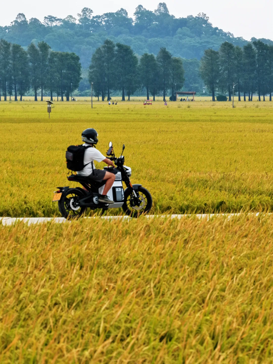 错过又要等一年❗️中山崖口稻田成熟了