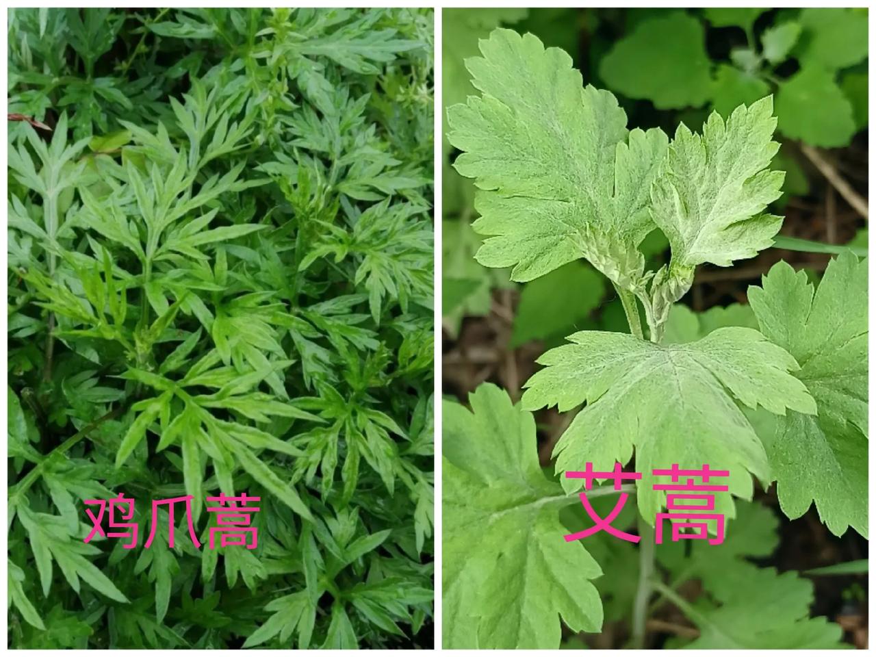 “三月茵陈四月蒿，五月六月砍柴烧”这谚语里的蒿是艾蒿。艾蒿和鸡爪蒿容易混淆。
艾