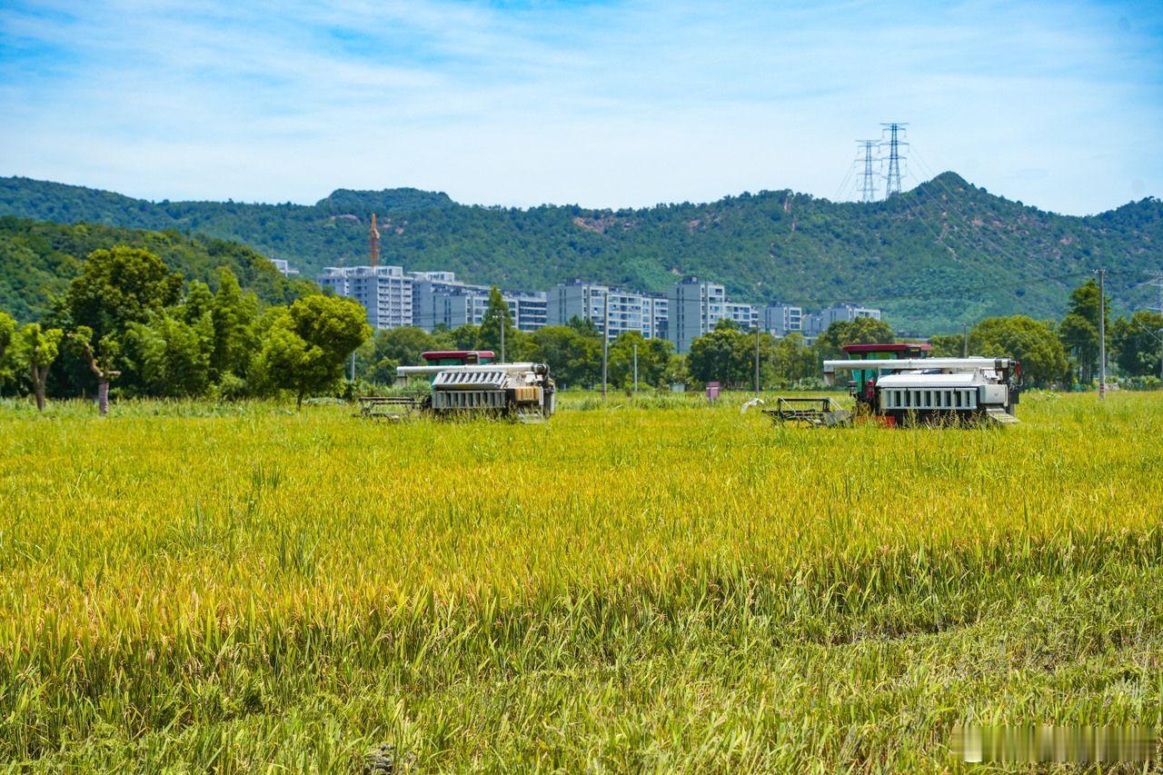 宁波众志成城抗击台风巴威【台风将至宁波镇海农户抓紧抢收早稻保收成 】超强台风“巴