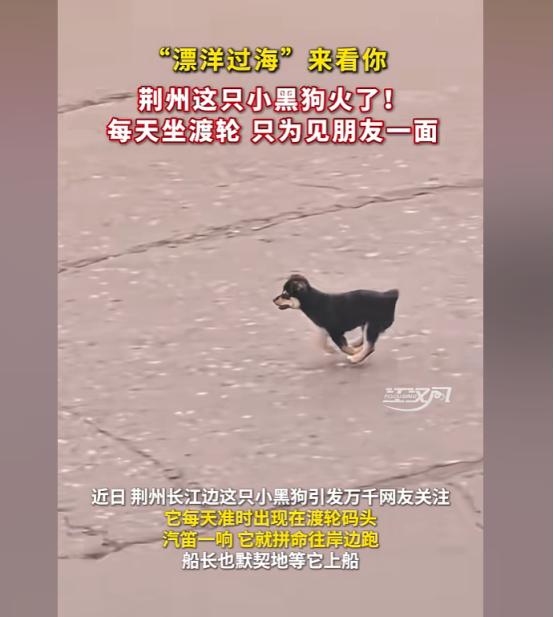 天下之大无奇不有！湖北荆州，一只小黑狗，为了能天天和长江对岸的“好哥们”相聚，竟