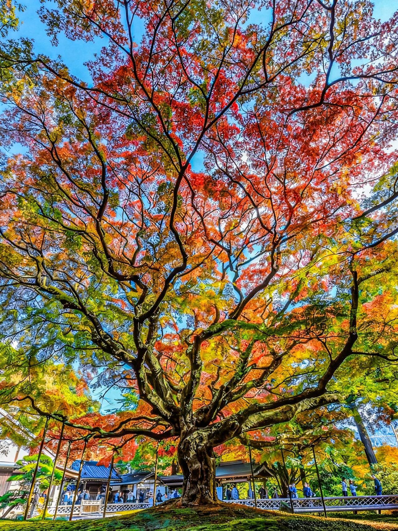 风踮脚，旋过老树皮的褶皱，
把夏末没喝完的绿，兑进秋阳的金里，
又从云的口袋里，