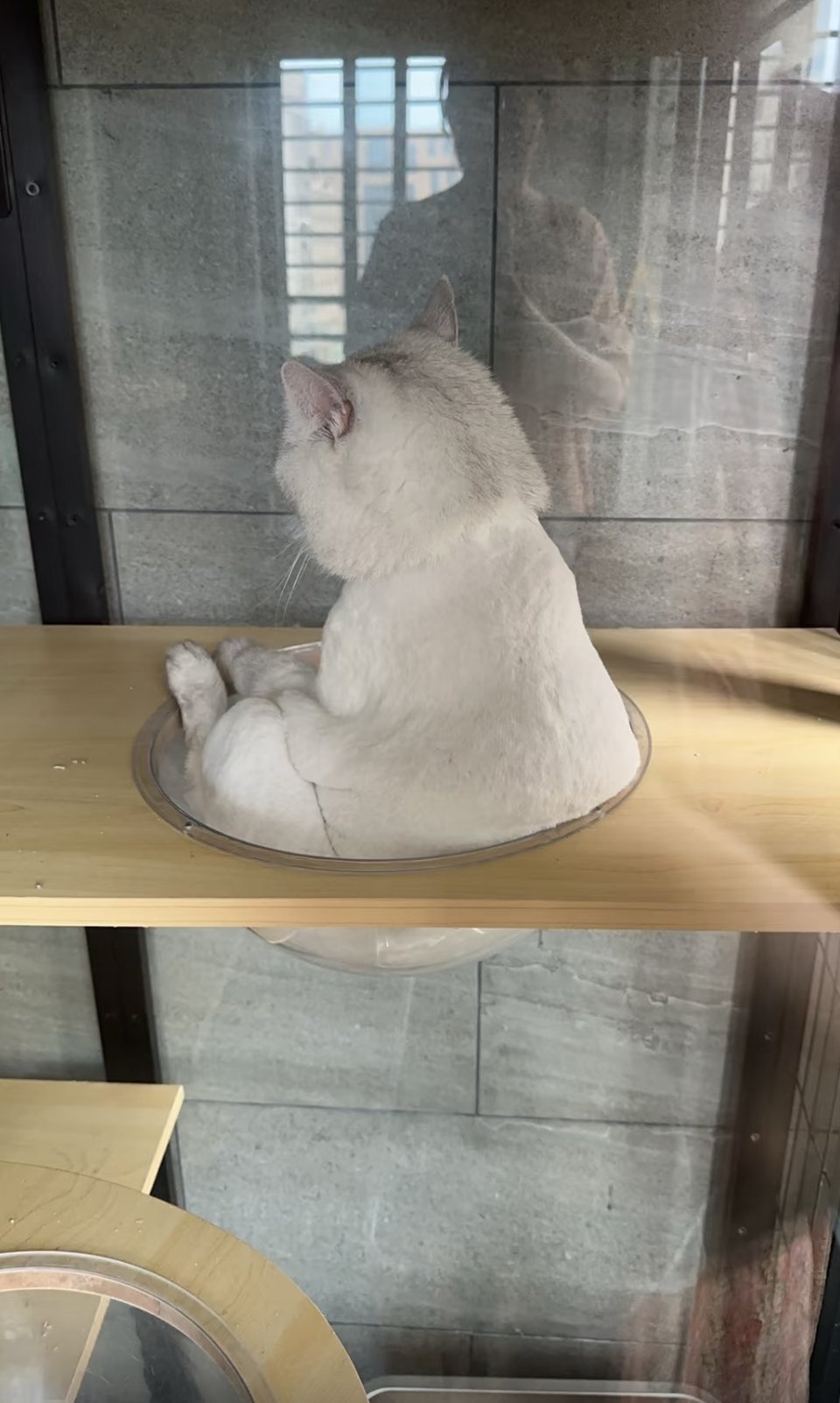 萌宠 剃毛后，生气了 