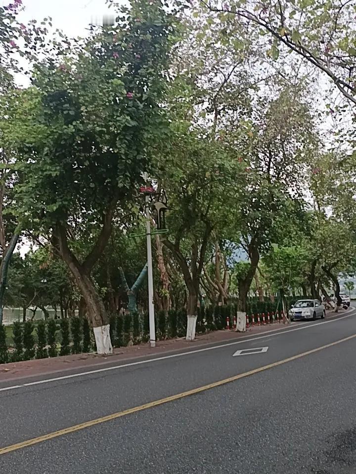 谁懂啊，这就是紫荆西堤上面的紫荆花
现在正是盛开，很快就要到谢了，不看的话就要下