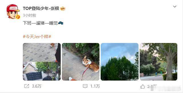 张极凌晨下班也要遛狗 这就是养狗人的心酸吗，张极凌晨下班也要遛狗，啵啵跟着 这么