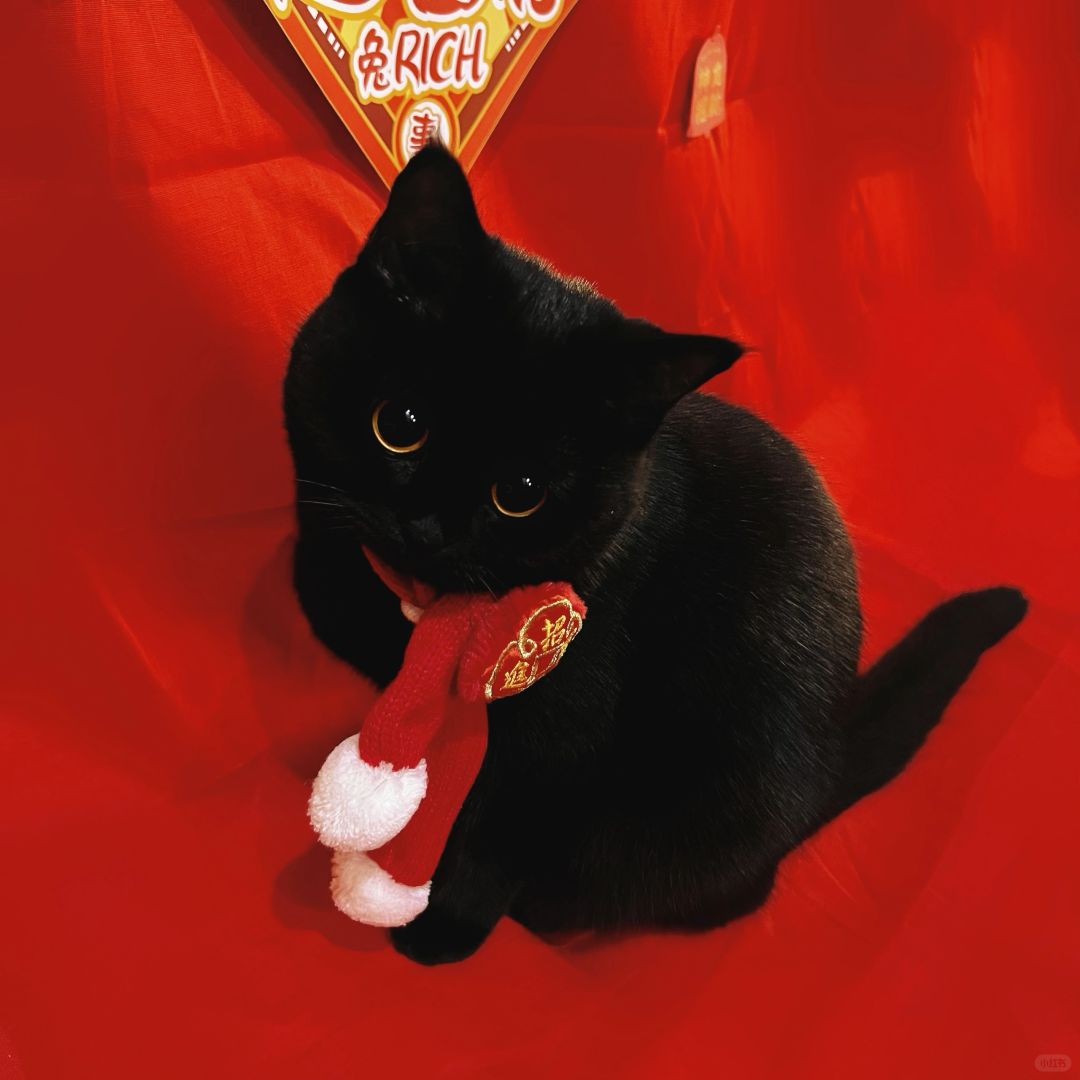 站住！小猫找你要红包啦！