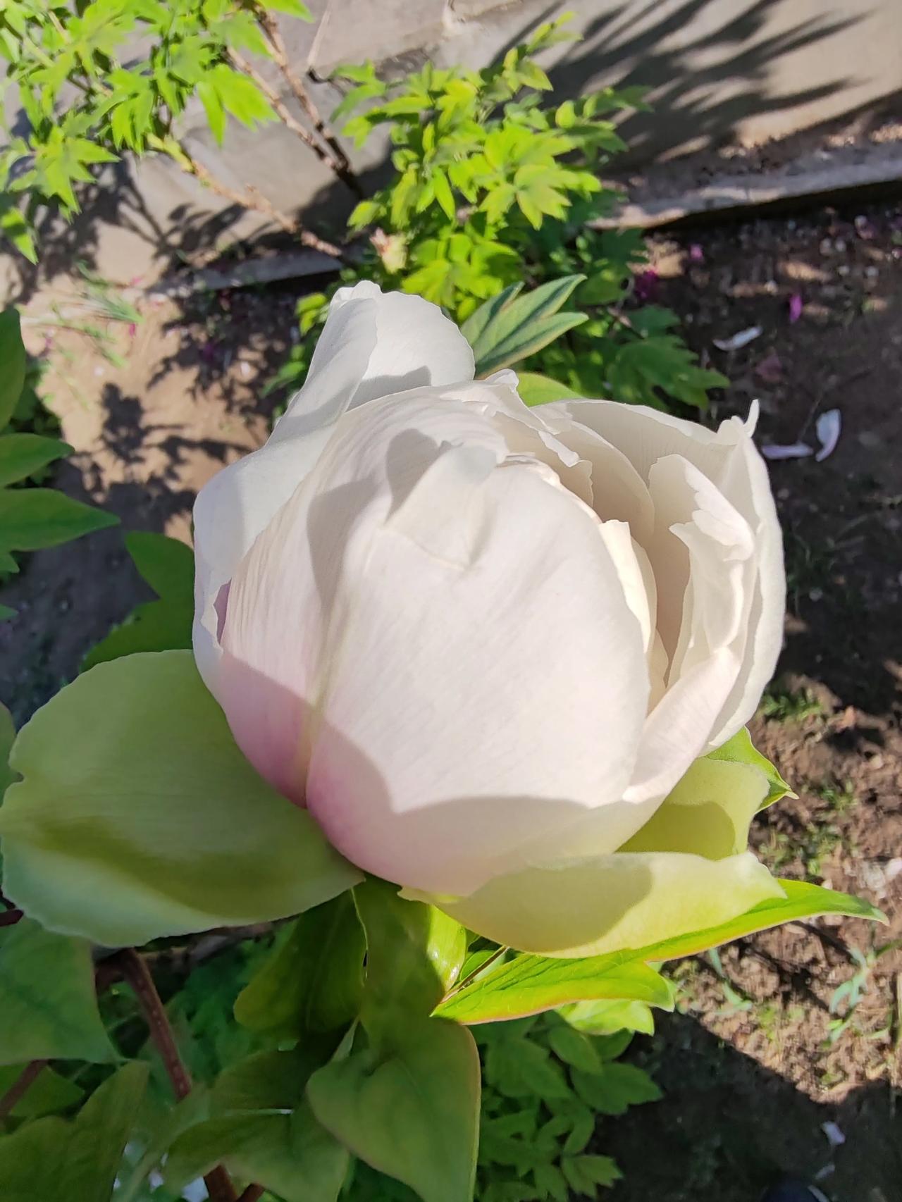 特别的花卉分享