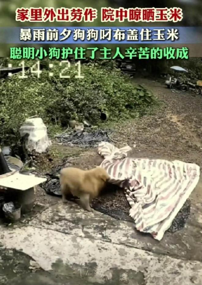 广东农户胡女士下地干活，天降暴雨赶回家，才发现自家金毛提前把院里玉米盖得严严实实