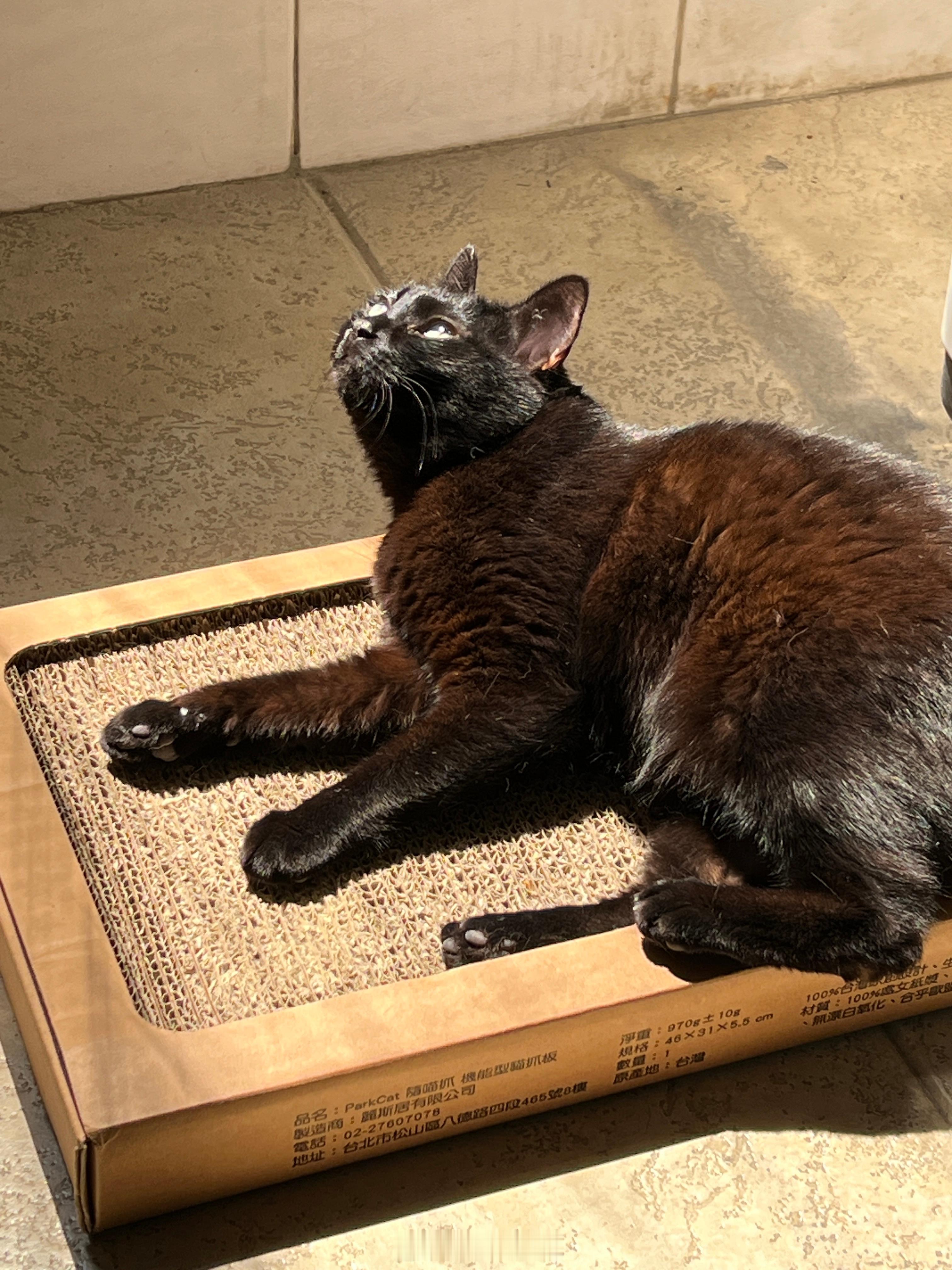 焗蝦☺️蝦蝦不可以太可愛 ​​​