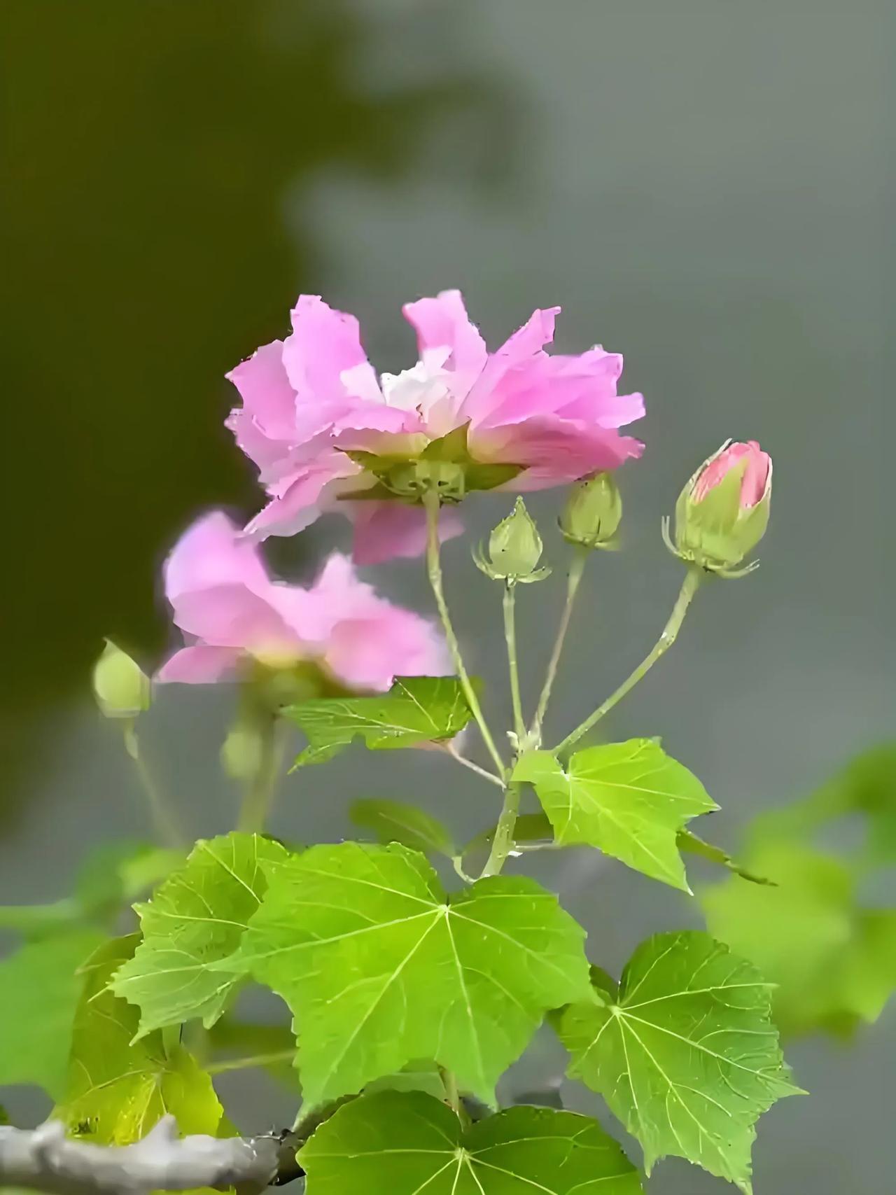 每天认识一种植物75:木芙蓉
锦葵科木槿属木芙蓉
别 名:
芙蓉花(汕头)、大芙