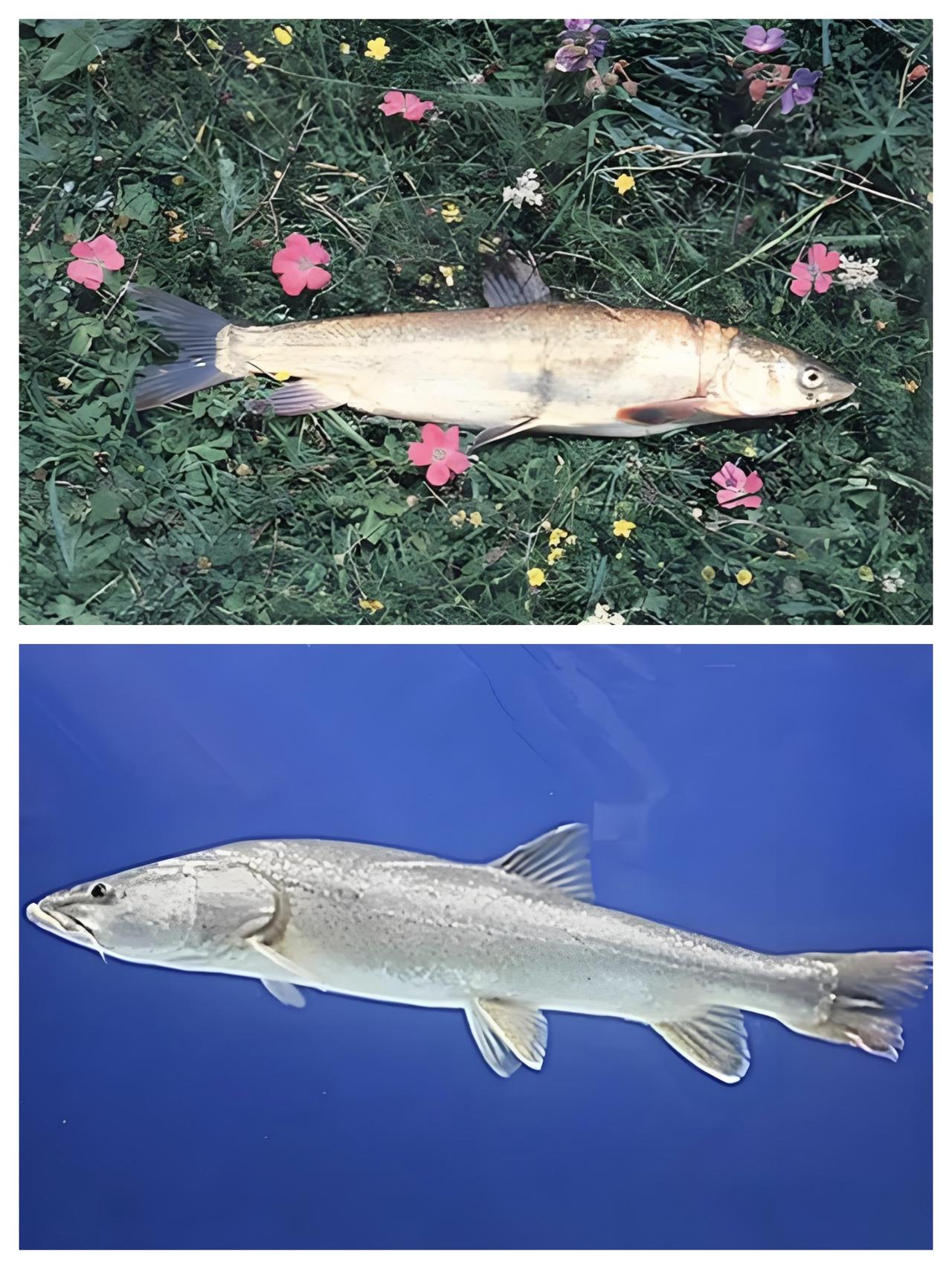 假如在野外钓到这种鱼怎么办？

如果你在野外不小心钓到这种鱼，那么请不要犹豫，一