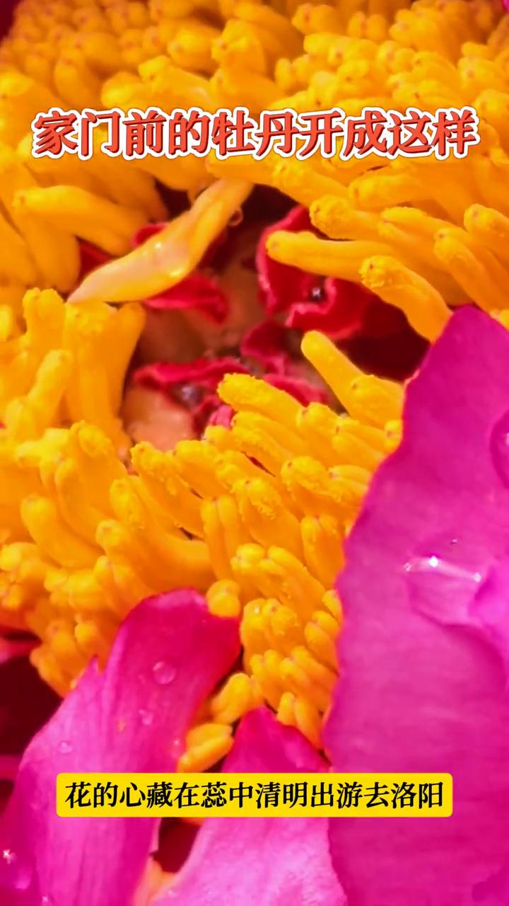 家门前的杜丹开成这样。
花的心藏在蕊中，清明出游去洛阳。