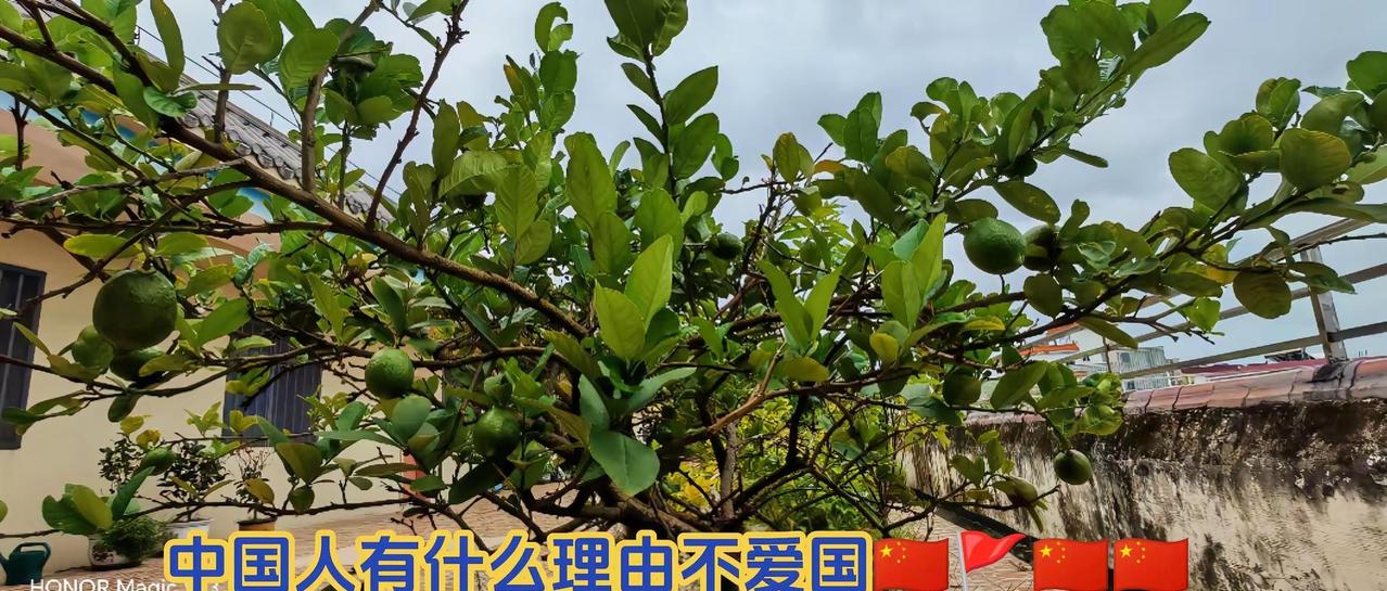 法国🇫🇷伙伴酷暑天游行，纪念南京屠杀。在古寺的斑驳墙垣间，阳光透过树叶的缝隙