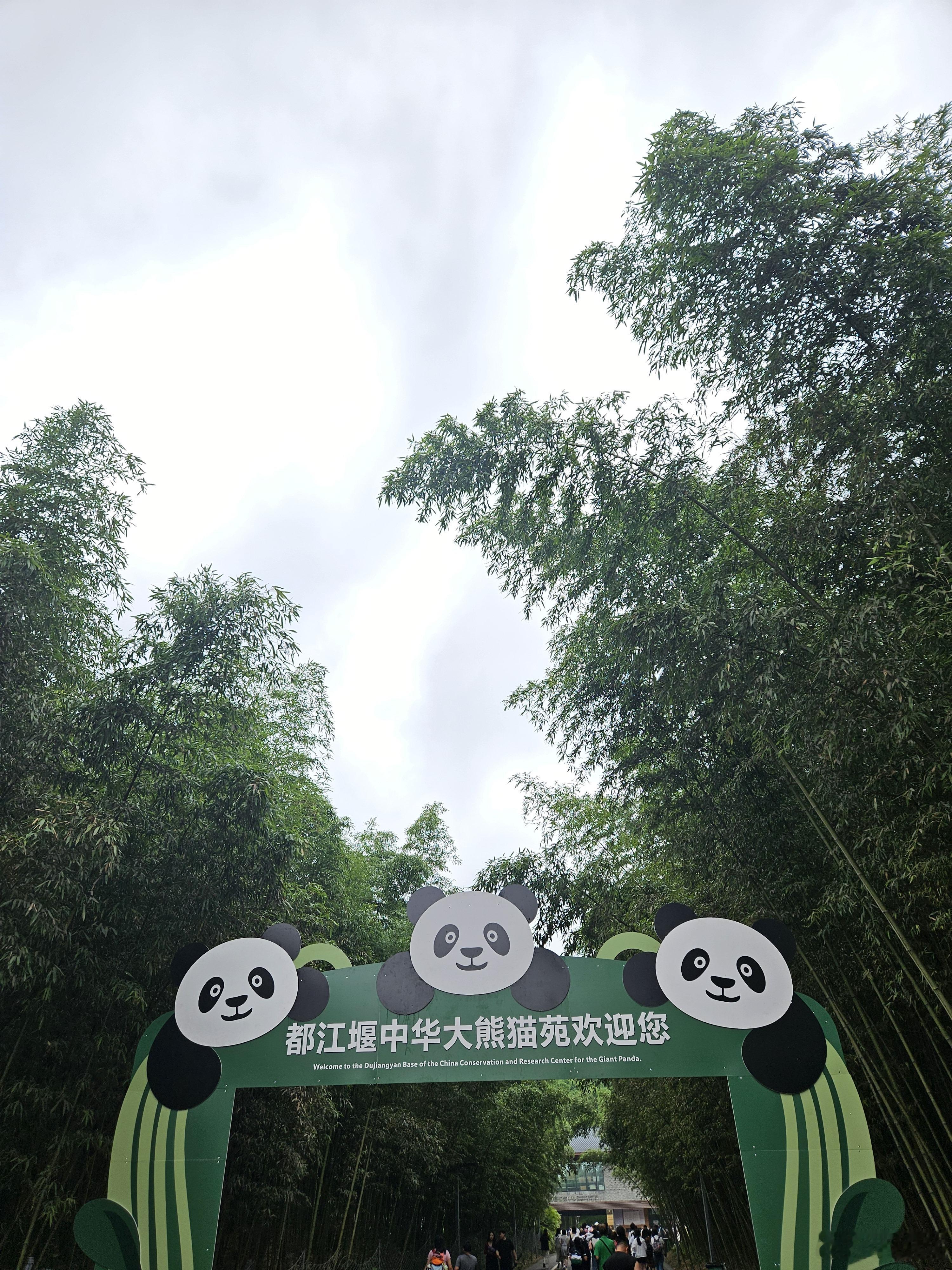 给大家汇报一下今天的行程[不愧是你]今天一大早，去都江堰大熊猫保护中心当了“一日