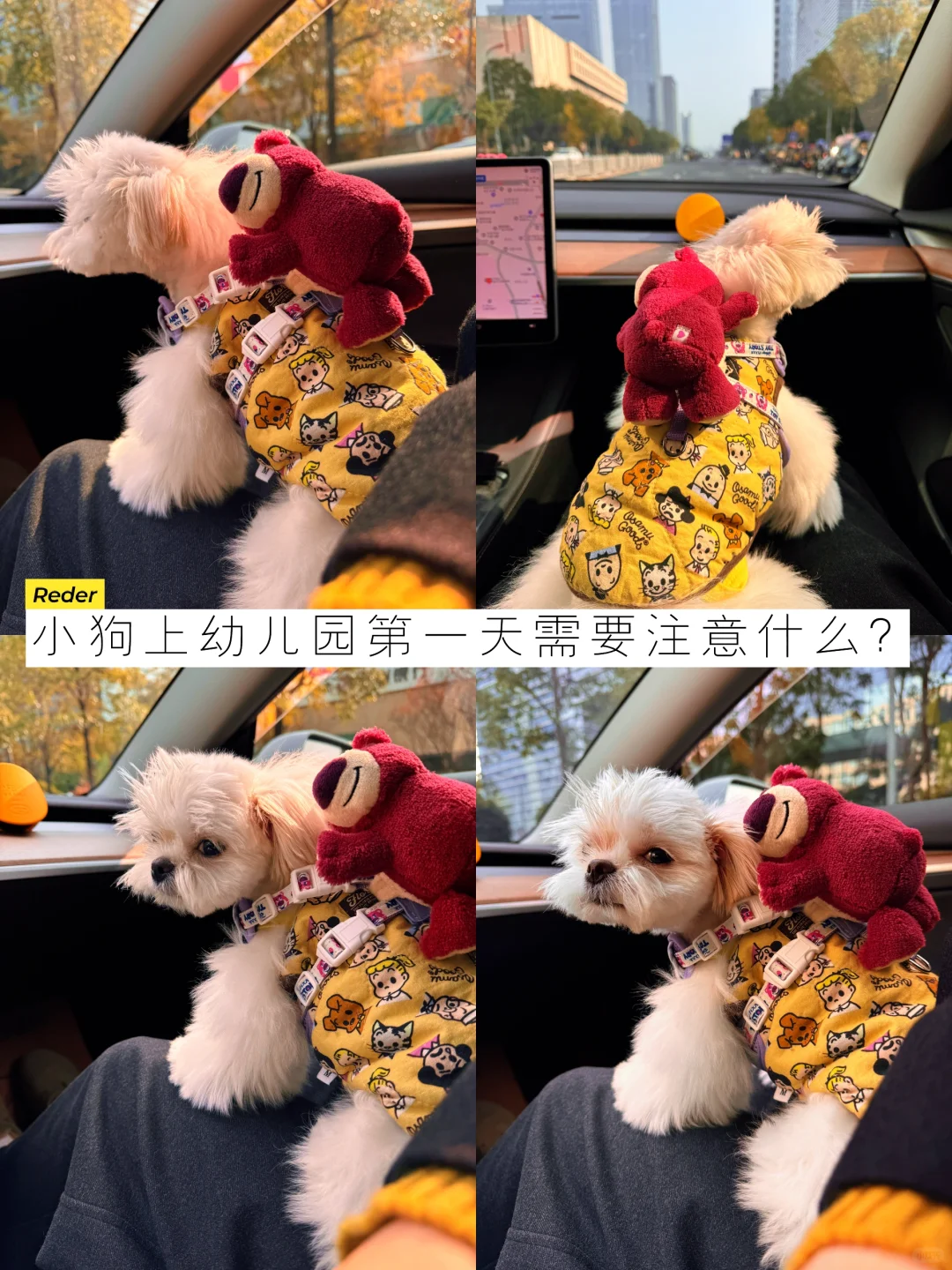 早起送小狗去幼儿园