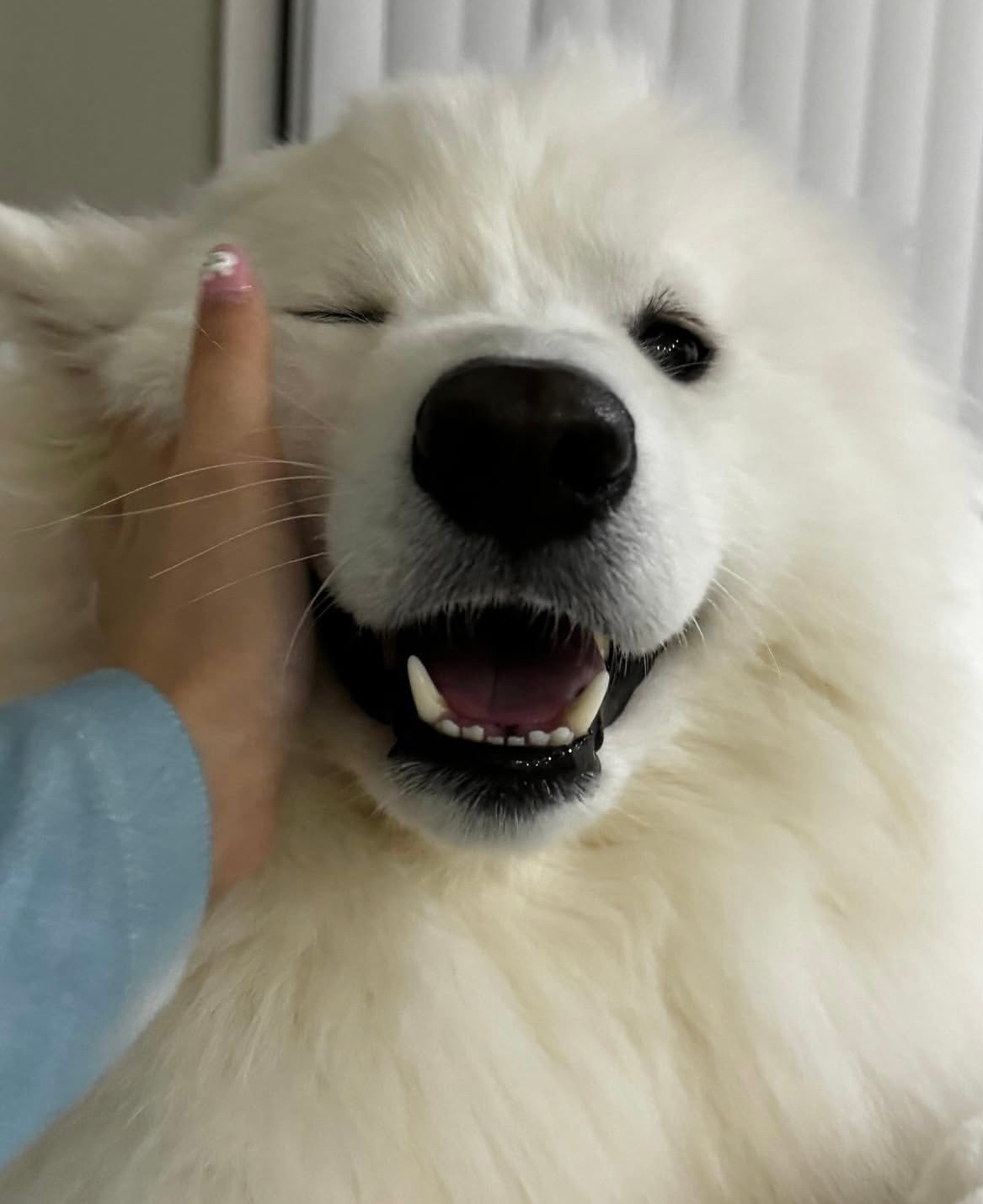 谢谢小狗，谢谢你又一年的陪伴 