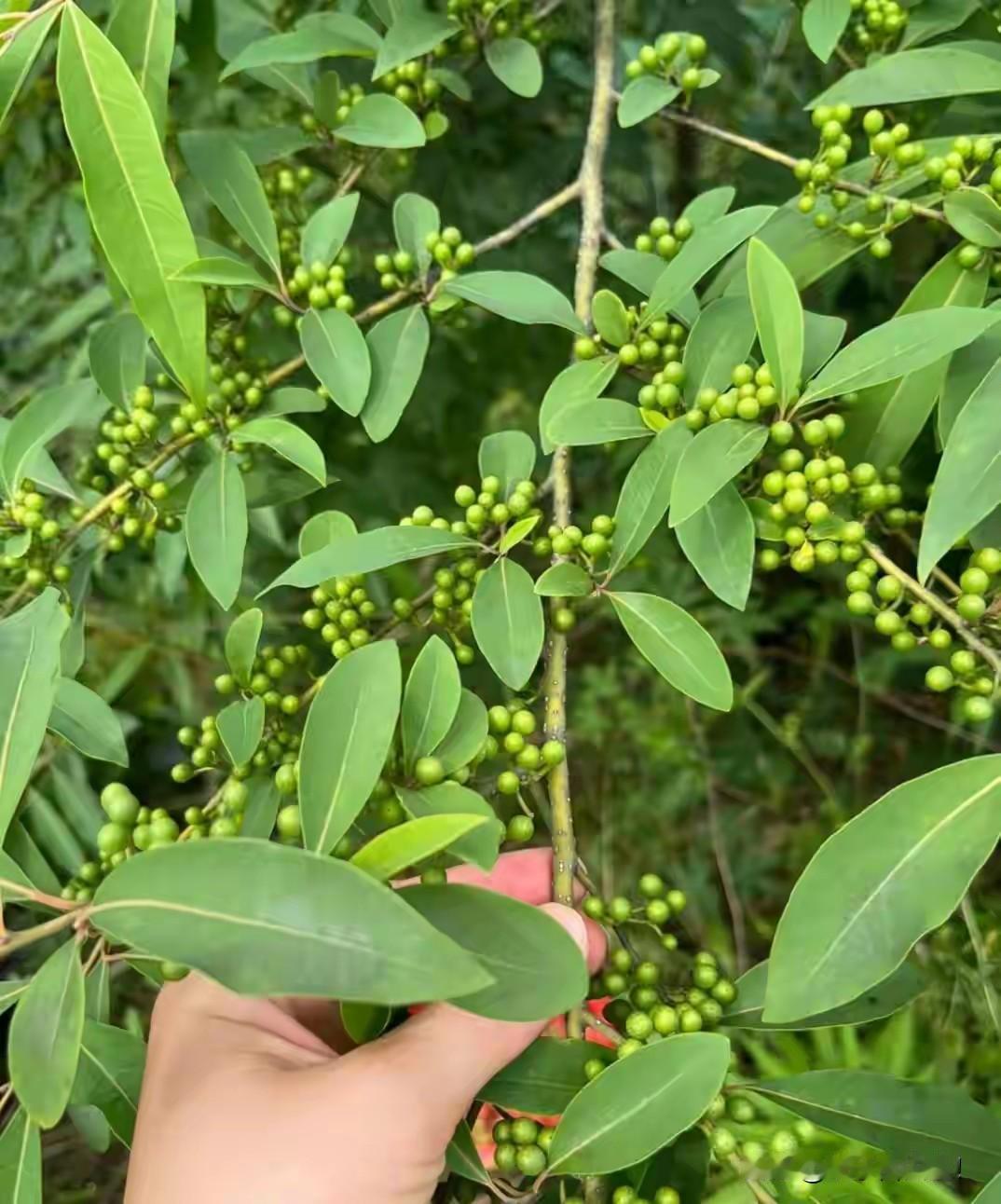 图片里的植物，我老家叫“山胡椒”，在我们当地夏天非常流行，大家也很爱吃。我后来在