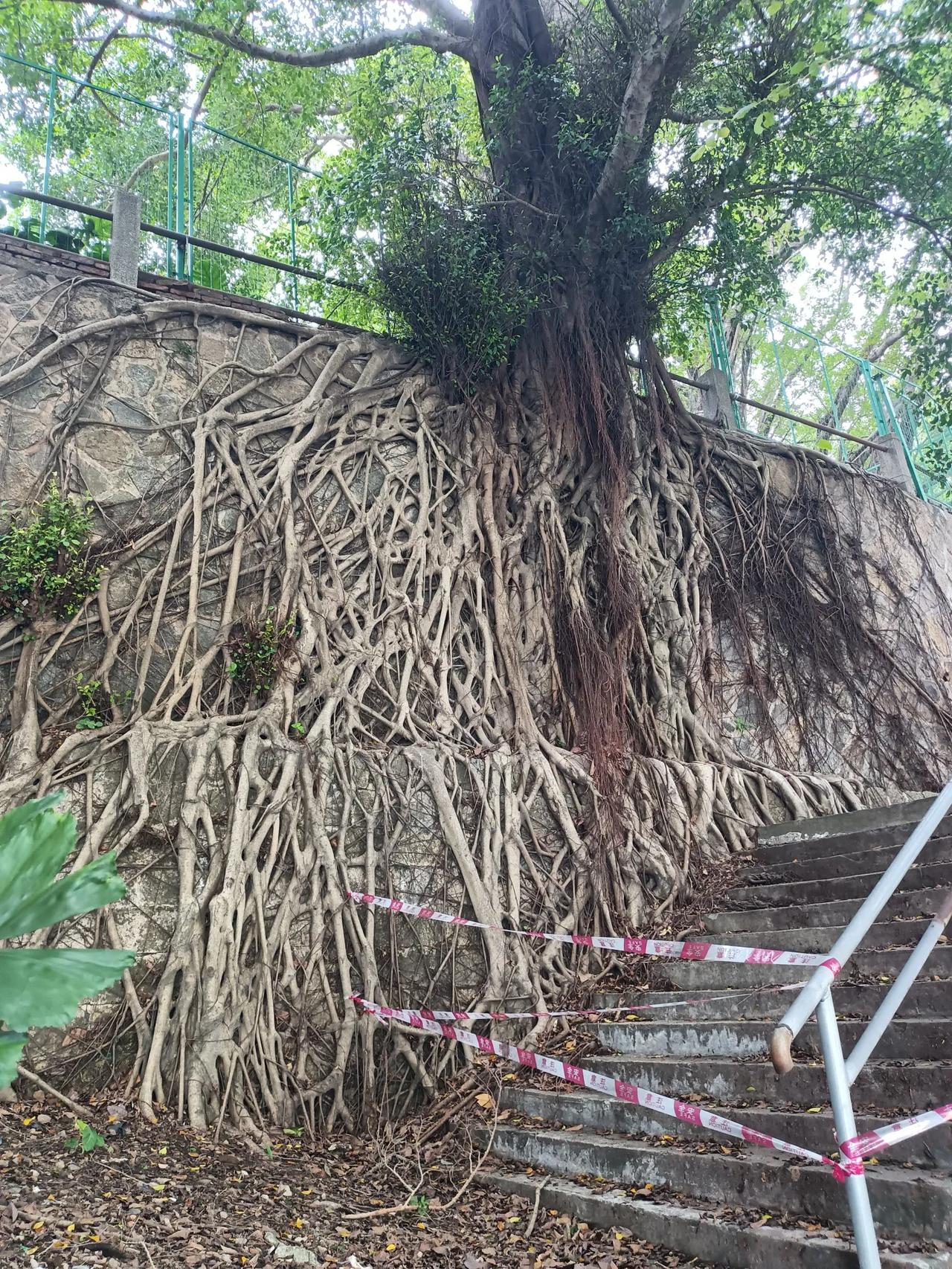 惊掉下巴！榕树的超能力观赏榕树 石上大榕树 榕树怪桩 榕树造型景观 婆娑榕树 攀