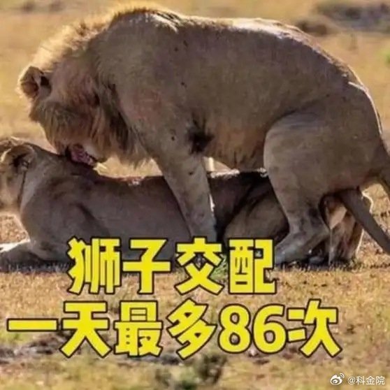 《狮子交配藏秘密，高频行为有原因，看完刷新认知！》播放量：9133点赞量：123