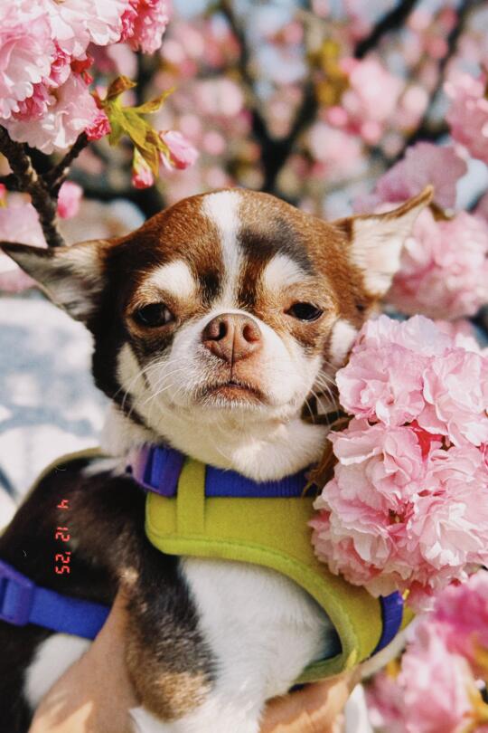 樱花与扑满｜东京赏樱