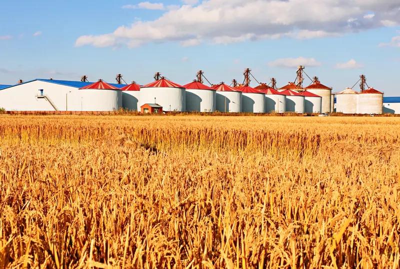 全国粮食又丰收啦，产量达到14297.5亿斤，比上年增加167.5亿斤，增长1.