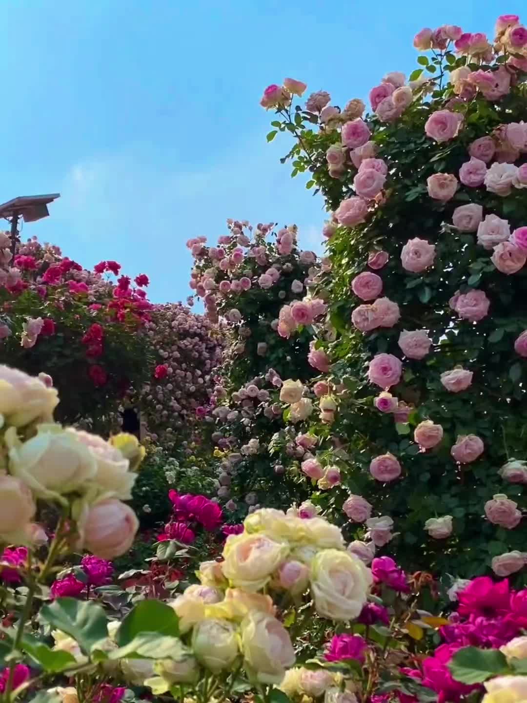 春天出游的正确打开方式春暖花开奔你而来