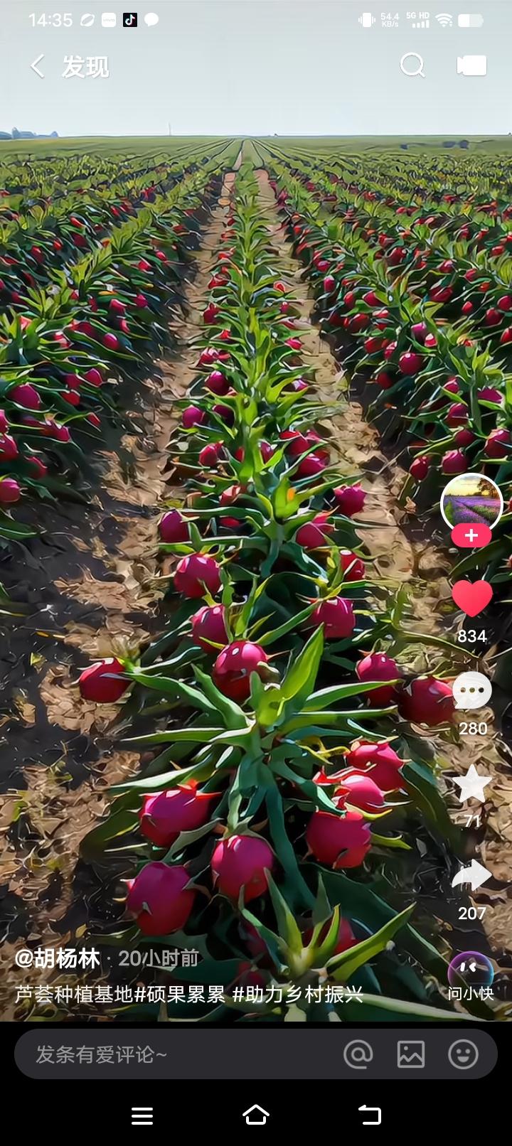 绚丽花田探秘  🌸🌿 惊艳的红色花海，带你走进大自然的调色盘！🌸🌿