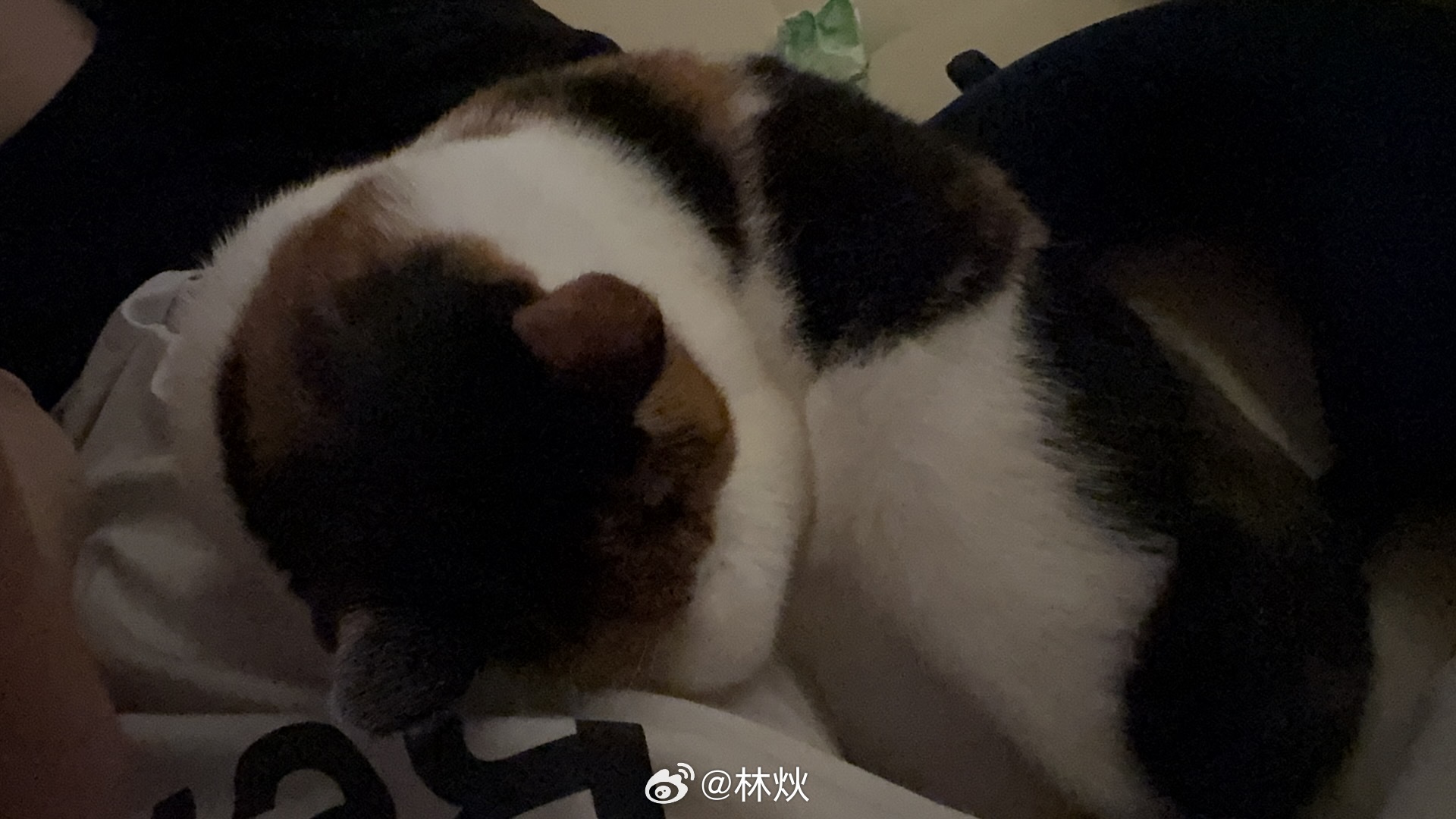 依偎着我睡觉头埋在我怀里超级乖 