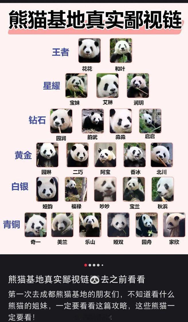 怎么现在熊猫🐼也有鄙视链？  虽说分不清每个熊猫，但是每个都可爱[允悲] ​​