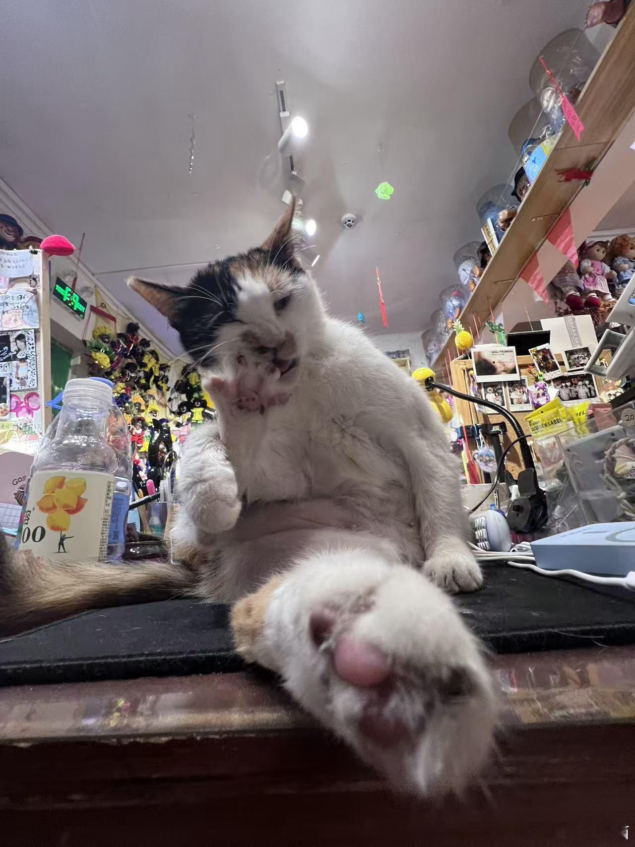 49300【丑猫】路过的可以和咪一起啃脚 
