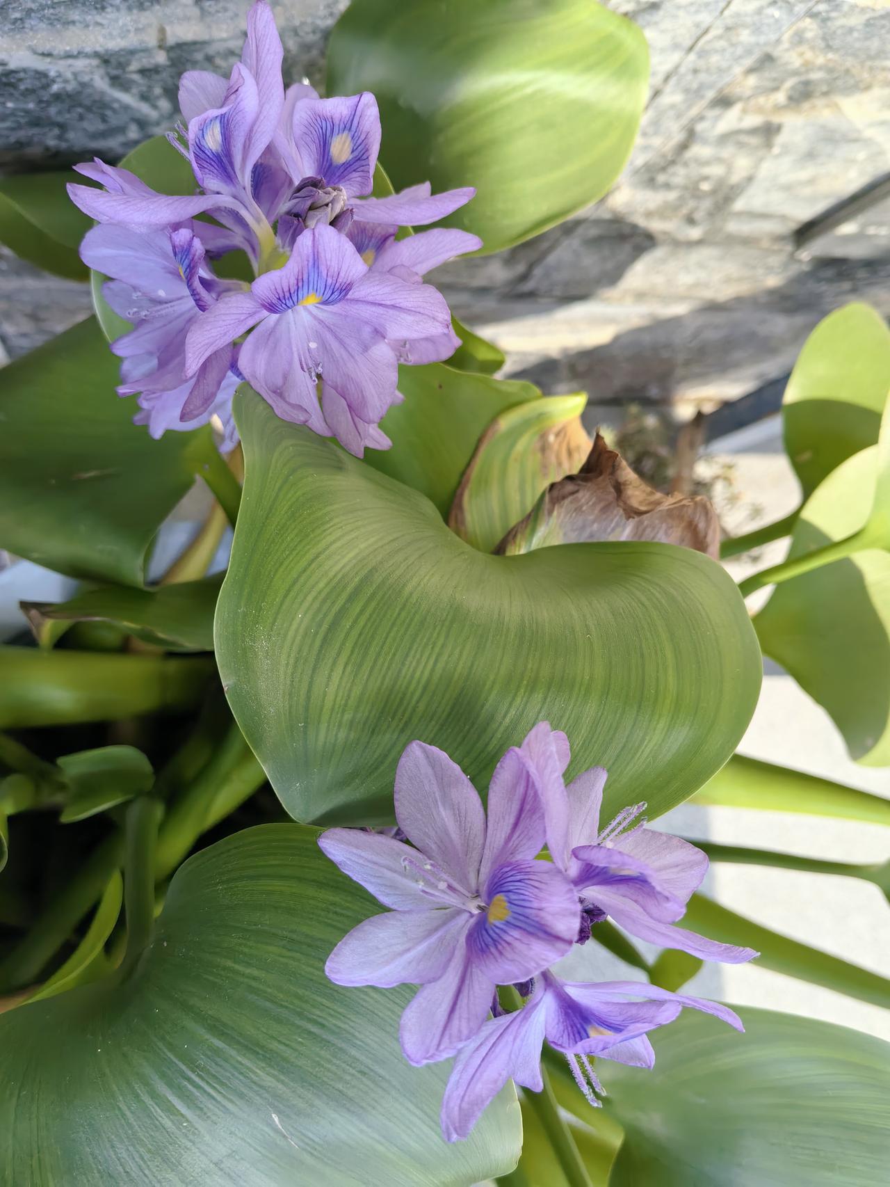 这是凤眼蓝，也被称为水葫芦。它的花朵呈淡紫色，花瓣上有着精致的斑纹，中心点缀着黄