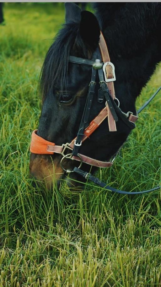 上联：春草含泪饲征马
下联：秋萤提灯照归途