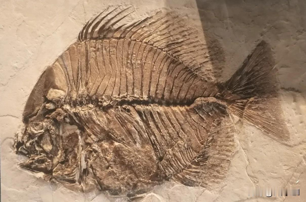 （原创）
镜头记录生活   鱼化石