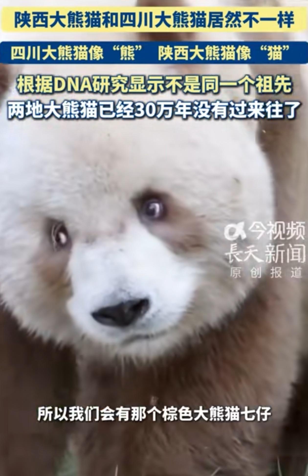 陕西的大熊猫算不算国宝，比四川大熊猫品种更古老，数量更少，为什么没有四川的大熊猫