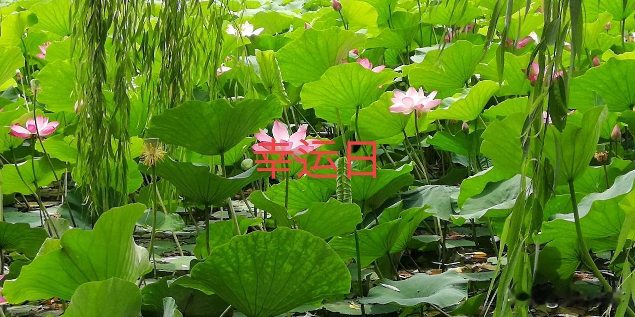  今天明天后天，这三天对于包头人而言，是连续三天的好日子。
今天5月17日，七篓