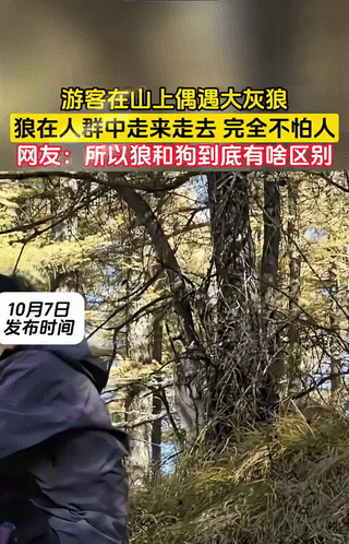 尾巴翘着，怎么会是狼呢？这是狗，狼的尾巴是向下的。
捷克狼犬是公认的最像狼的狗 