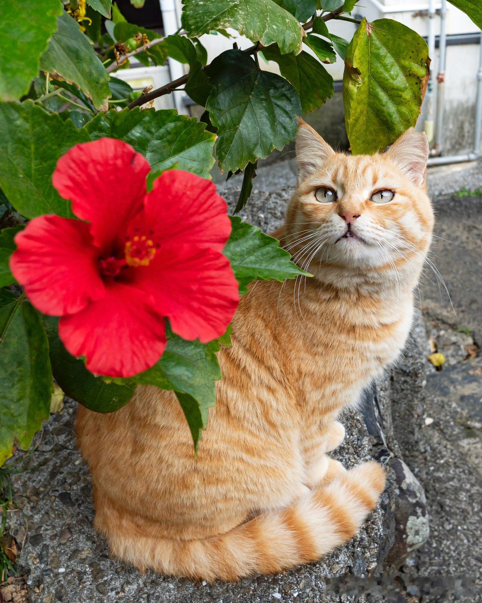 猫咪配大红花[抱一抱] 