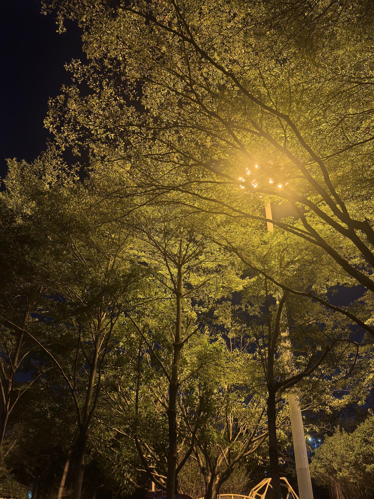 路灯把树的影子揉碎在夜色里，像极了我那些没说出口的心事，在风里散成了零碎的叹息。