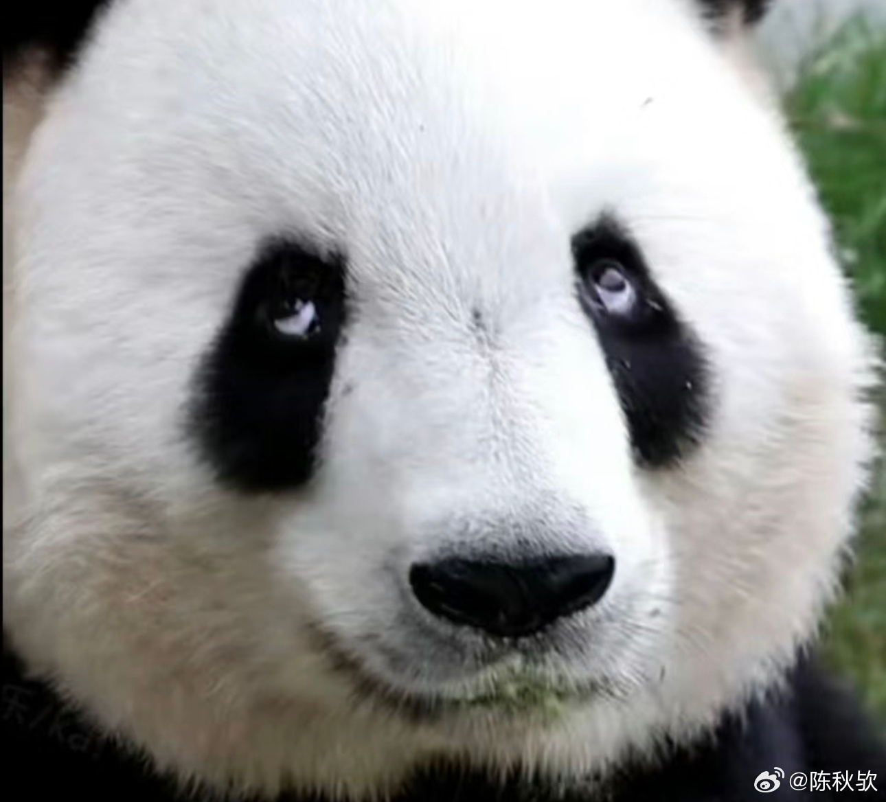 #大熊猫营业主打一个整顿职场#这应该是最会翻白眼的熊熊了吧！秦韵也太可爱啦!!!