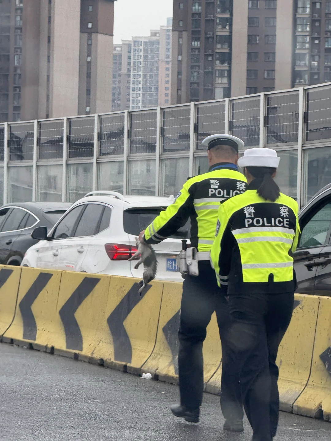 救了一只猫咪👮